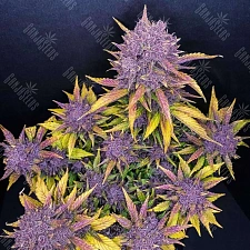 Auto Purple Lemonade feminised Ganja Seeds (4 шт.)