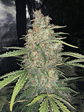 Original Auto OG Kush autofem (FsBd) (1 шт.)