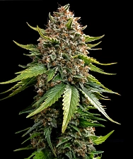 White Widow Auto XXL autofem (Brn) (1 шт.)