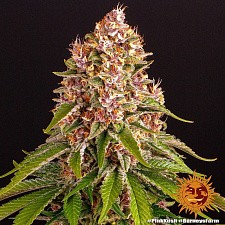 Pink Kush fem (Brn) (5 шт.)