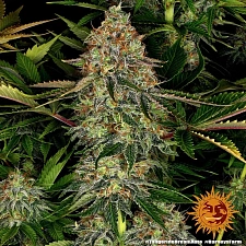 Tangerine Dream Auto autofem (Brn) (3 шт. уцінка 22-23 рік.)