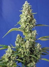 Gorilla Girl XL Auto autofem (SwS) (25 шт.)