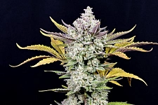 Gorilla Cookies Auto autofem (FsBd) (10 шт.)