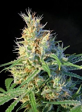 Psicodelicia fem (SwS) (25 шт.)