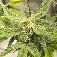 Auto Jealousy Z XL feminised Ganja Seeds (4 шт.)