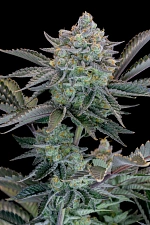 Gorilla Cookies FF (FsBd) (1 шт.)