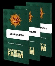 Blue Dream fem (Brn) (5 шт.)