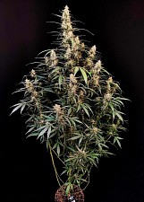 Original Auto Amnesia Haze autofem (FsBd) (5 шт.)
