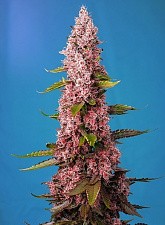 Red Hot Cookies fem (SwS) (3+1 шт.)