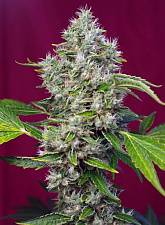 San Fernando Lemon Kush fem (SwS) (3+1 шт.)