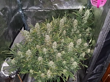 Grapefruit Matic autofem (FsBd) (5 шт.)