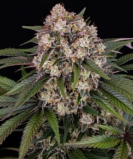 OG Kush Auto autofem (Brn) (1 шт.)