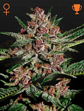 Bubba Kush (Feminised) fem (GHS) (1 шт. собст.фасовка)