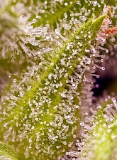 Sweet Cherry Pie fem (SwS) (25 шт.)