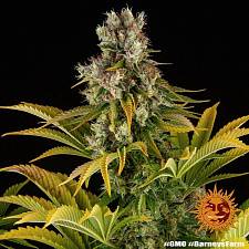 GMO fem (Brn) (1 шт.)
