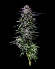 Candy Hustle fem (HmbS) (3 шт.)