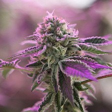 RS11 X Banana OG fem (Brn) (1 шт.)