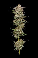 Banana OG Auto autofem (HmbS) (3 шт.)
