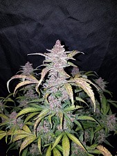 Blackberry autofem (FsBd) (1 шт.)