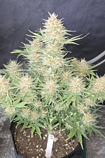Z-Up Auto autofem (FsBd) (3 шт.)