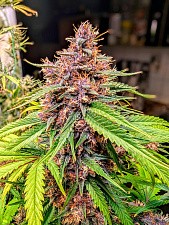 Tropicana Cookies Auto autofem (FsBd) (10 шт.)