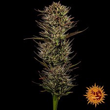 Thin Mint x Sour Pinot Auto autofem (Brn) (10 шт.)
