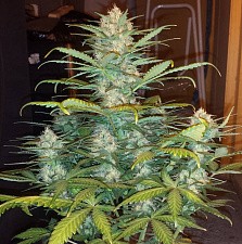 West Coast O.G. autofem (FsBd) (1 шт.)