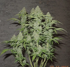 Original Auto BubbleGum autofem (FsBd) (3 шт.)