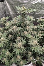 Rainbow Melon fem (FsBd) (10 шт.)