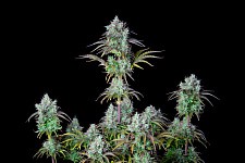 Original Auto Big Bud autofem (FsBd) (5 шт.)