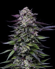 Candy Hustle fem (HmbS) (5 шт.)