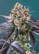 Red Strawberry Banana Auto autofem (SwS) (25 шт.)