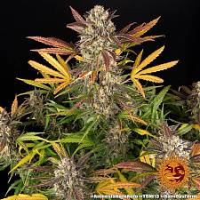 Amnesia Haze Auto autofem (Brn) (1 шт.)