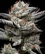 Black Cherry Gushers fem (Brn) (10 шт.)