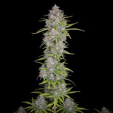 Orange Sherbet Auto autofem (FsBd) (10 шт.)