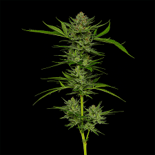 Slightly Stoopid Fruits fem (HmbS) (3 шт.)