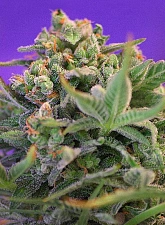 Sweet Cheese fem (SwS) (25 шт.)