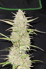 Original Auto Moby Dick autofem (FsBd) (10 шт.)