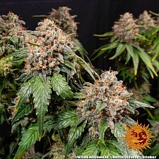 White Widow XXL fem (Brn) (5 шт.)