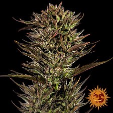 Thin Mint x Sour Pinot Auto autofem (Brn) (3 шт.)
