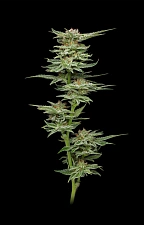 Blueberry Muffin fem (HmbS) (3 шт.)