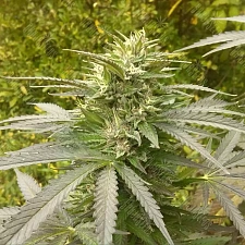 Power Plant feminised Ganja Seeds (2 шт.)