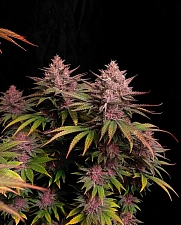 Purple Lemonade FF (FsBd) (5 шт.)