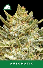California Sour Diesel Auto autofem (HmbS) (5 шт.)