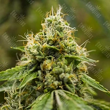 Auto Skywalker OG feminised Ganja Seeds (2 шт.)