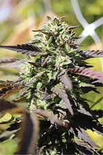 Chunkadelic Auto autofem (HmbS) (3 шт.)