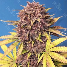Auto Purple Lemonade feminised Ganja Seeds (1 шт.)