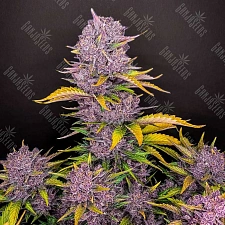 Auto Purple Lemonade feminised Ganja Seeds (2 шт.)