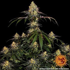 Watermelon Zkittlez fem (Brn) (10 шт.)
