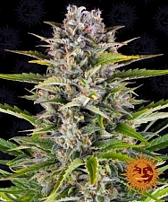 Gorilla Zkittlez autofem (Brn) (10 шт.)